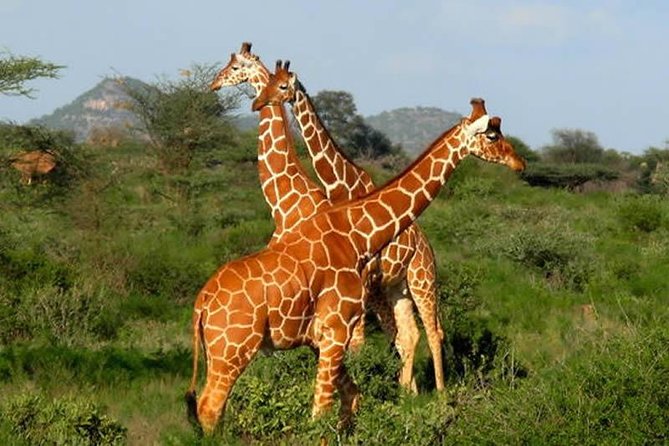 8 Days Thrilling Safari in Mount Kenya Region, Kenya. - Safari Inclusions and Exclusions
