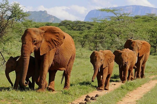 8 Days Thrilling Safari in Mount Kenya Region, Kenya. - Wildlife Encounters and Sightings