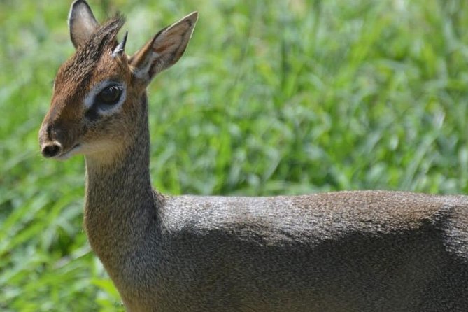 8 Days Thrilling Safari in Mount Kenya Region, Kenya. - Tips for an Unforgettable Safari