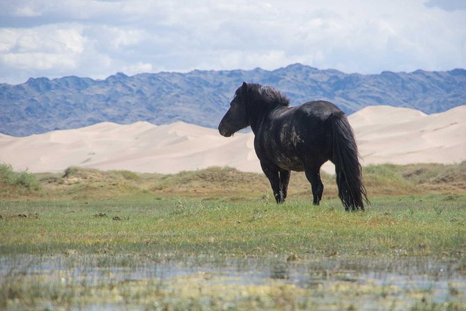 8 Days Tour: Gobi Desert And Kharkhorin - Inclusions and Exclusions