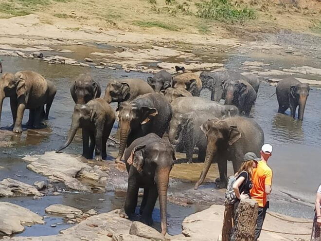 8 Days Tour in Sri Lanka With Driver and Vehicle - Key Experiences and Activities