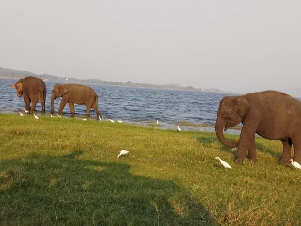 8 Days Tour in Sri Lanka With Driver and Vehicle - Frequently Asked Questions