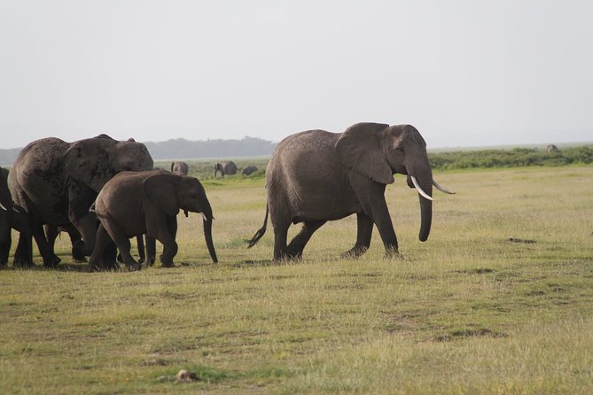 8-Days Tsavo East, Amboseli, Naivasha & Masai Mara Private Safari From Mombasa - Itinerary Overview