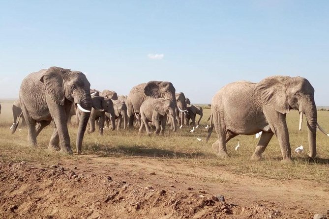 8 Days: Tsavo East National Park Amboseli, Nakuru, Maasai Mara Park - Pricing and Inclusions