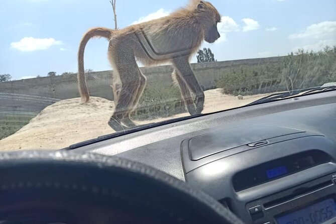 8-Hour Africa Safari Park Private Tour From Cairo With Hotel Pickup and Drop-Off - Good To Know