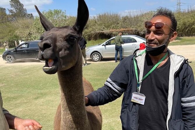 8-Hour Africa Safari Park Private Tour From Cairo With Hotel Pickup and Drop-Off - The Sum Up