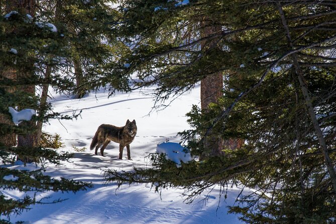 8 Hour Combination Snowshoe & Wildlife Viewing in Grand Teton National Park - Expert Guides and Safety Measures