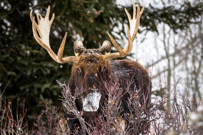 8 Hour Combination Snowshoe & Wildlife Viewing in Grand Teton National Park - The Sum Up