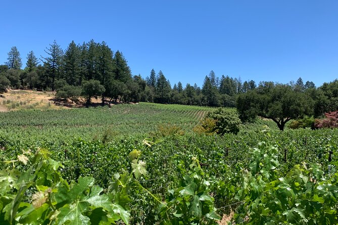 8-Hour Custom Private Napa and Sonoma Wine Tour - Customer Testimonials