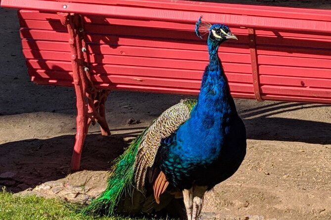 8 Hour Evora Private Tour in Lisbon - Additional Information