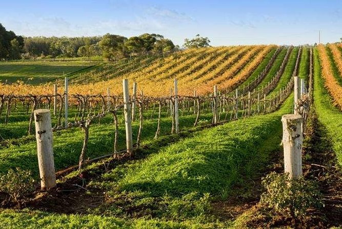 8-Hour Mclaren Vale Winery Tour From Adelaide - Cancellation Policy