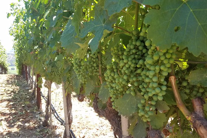 8 Hour Private Tour in Napa Valley Winery - Common Questions
