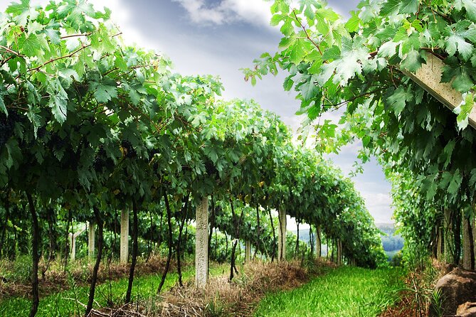 8 Hour Private Tour in Wine Country From San Francisco - Tour Overview and Highlights