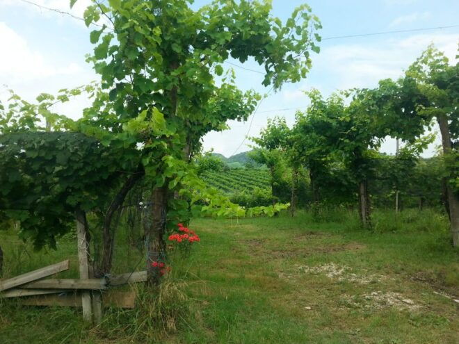 8-Hour Prosecco Wine and Tastings Tour From Venice or Padua - Customer Reviews