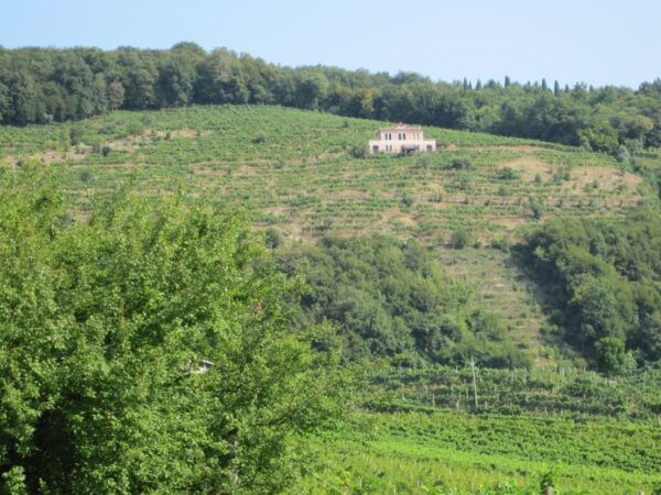 8-Hour Prosecco Wine and Tastings Tour From Venice or Padua - The Sum Up