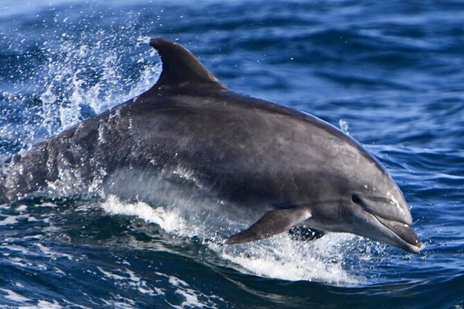 8 Hours Dolphin Houseboat Trip in Hurghada - Trip Duration and Inclusions