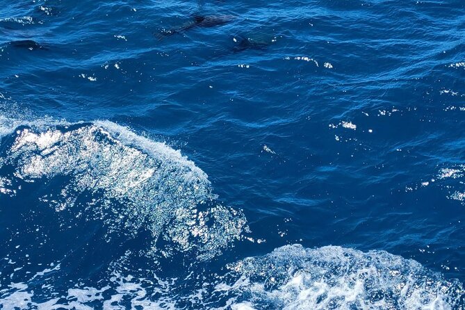 8 Hours Dolphin Houseboat Trip in Hurghada - Logistics and Pickup Information