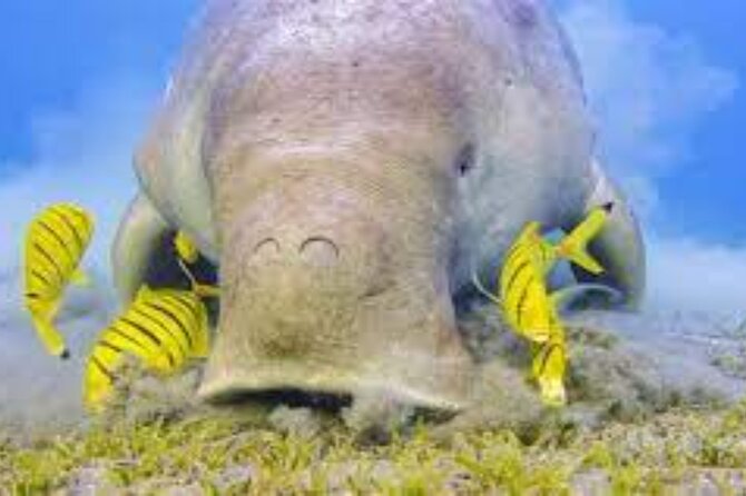 8 Hours Private Activity in Abu Dabab From Hurghada - Good To Know