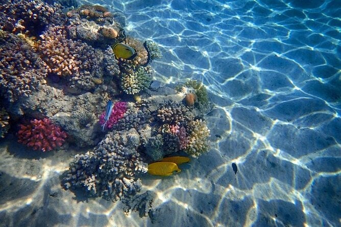 8 Hours Snorkeling With Lunch and Transfer in Sharm El-Sheikh - Pricing and Availability