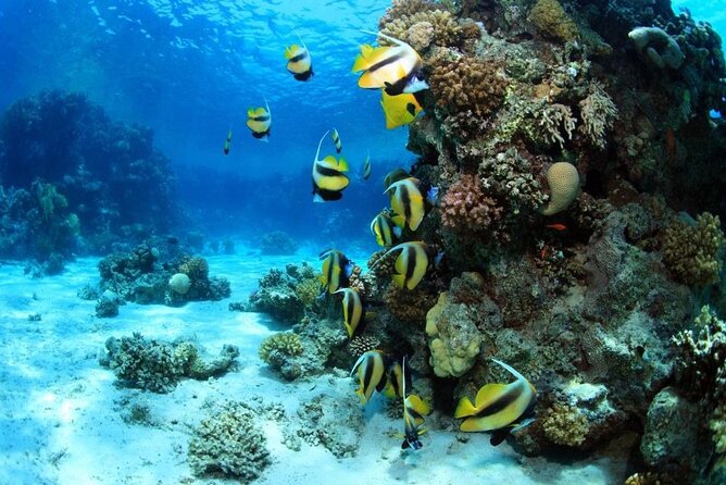 8 Hours Snorkeling With Lunch and Transfer in Sharm El-Sheikh - Directions
