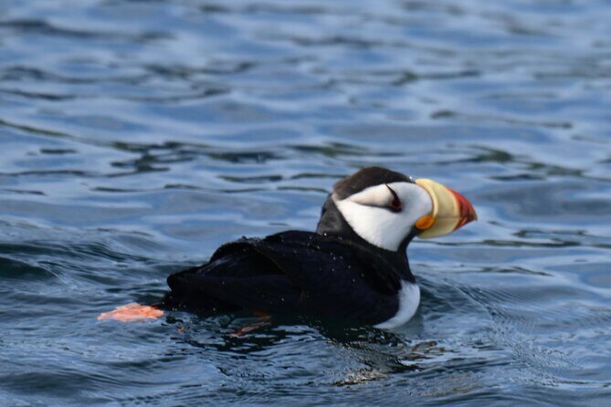 8hr Kenai Fjords Whale Watching Tour w/ 1hr Fishing 16 Passengers - The Sum Up