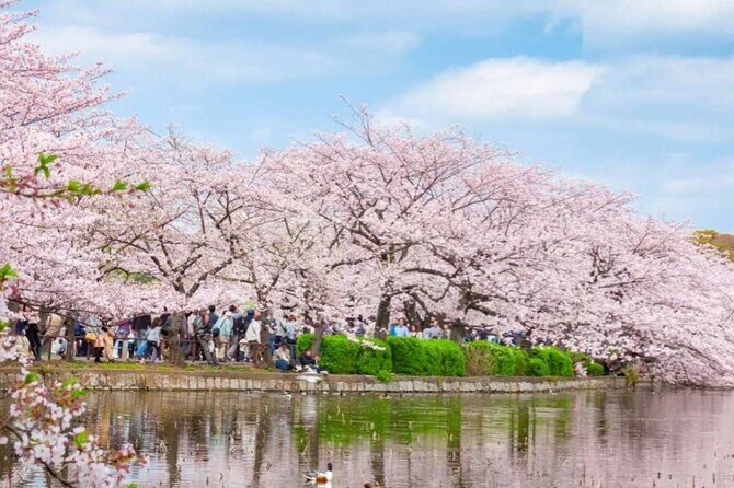 9 Day Best of Japan Cherry Blossom Small Group Tour 2026 - Introduction: A Well-Rounded Japan Tour for Curious Travelers