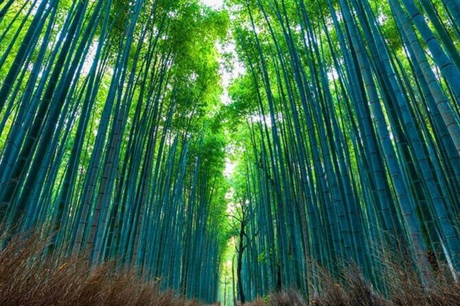 9 Day Best of Japan Cherry Blossom Small Group Tour 2026 - Who Would Love This Tour?