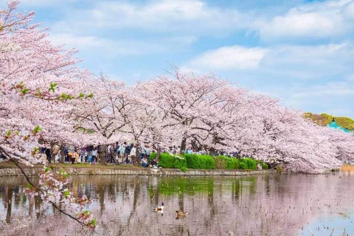 9 Day Best of Japan Cherry Blossom Tour 2027 by UME Travel - Tokyo to Osaka - Tokyo starts with temples, park paths and city energy