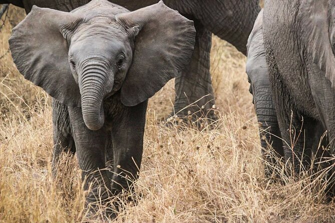 9-Day Enchanting Tanzania Safari -High End All Inclusive - Frequently Asked Questions
