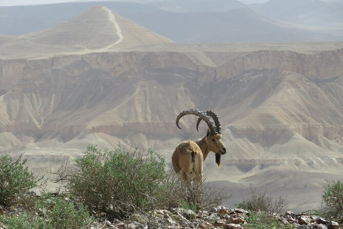 9-Day Private Guide Tour to All Parts of Israel - Itinerary Highlights