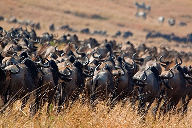 9-Day Private Guided Safari in Southern Tanzania With Meals - Inclusions and Exclusions