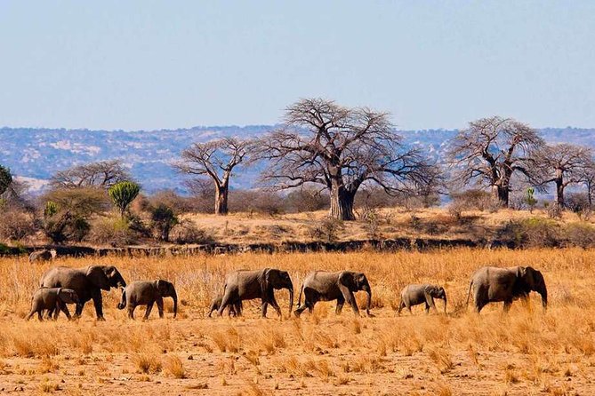 9-Day Private Guided Safari in Southern Tanzania With Meals - Pickup and Start Time Information