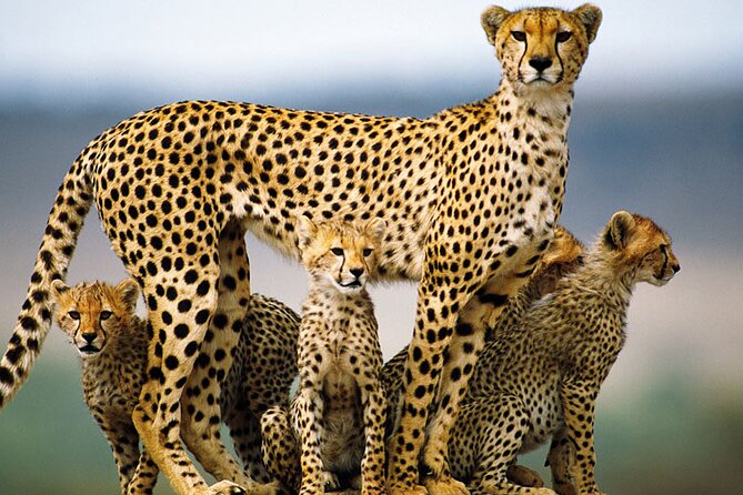 9-Day Private Guided Safari in Southern Tanzania With Meals - Accessibility and Special Services