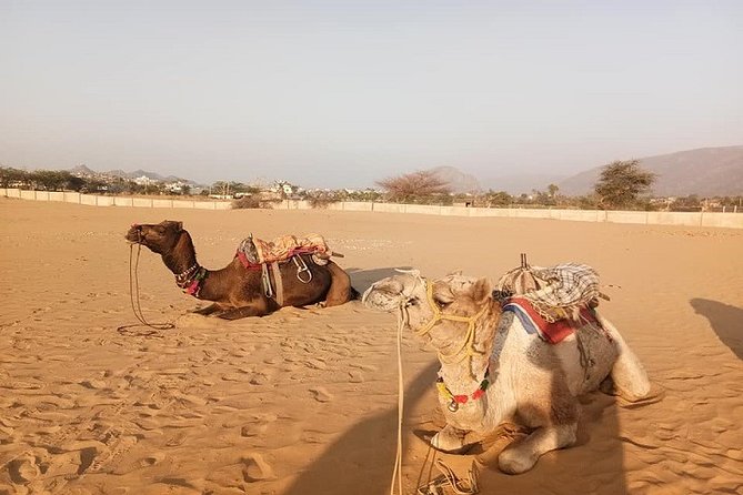 9-Day Private Safari Tour of Rajasthan Sum and Khuri Desert - Good To Know