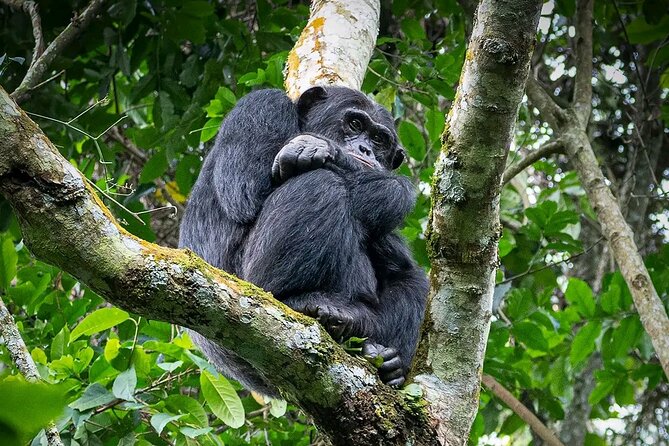9-Day Private Uganda Wildlife Safari - Itinerary Highlights