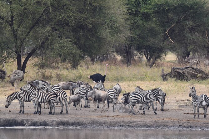 9 Day Round Trip Serengeti-Great Migration and Lake Natron - Day 2: Serengeti National Park