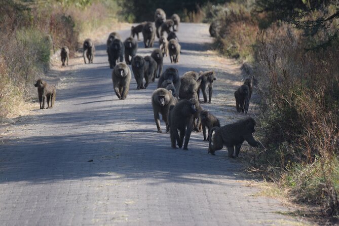 9 Day Round Trip Serengeti-Great Migration and Lake Natron - Day 3: Great Migration Experience