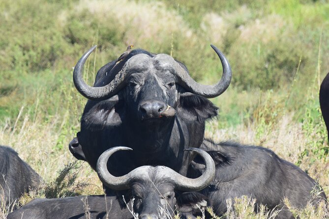 9 Day Round Trip Serengeti-Great Migration and Lake Natron - Day 7-9: Cultural Experience and Departure