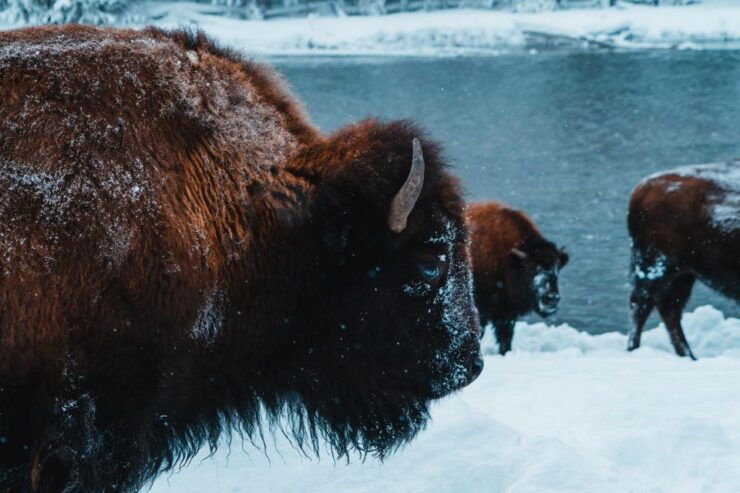9-Day Winter Yellowstone Tour With Southern Utah and Arizona - National Parks Visited