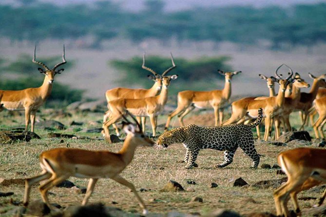 9 Days / 8 Nights Join Group Safari - Cancellation Policy