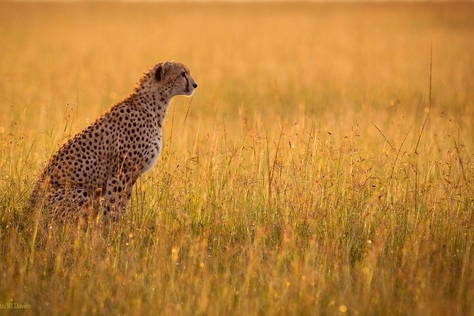 9 Days / 8 Nights Join Group Safari - Price and Reviews