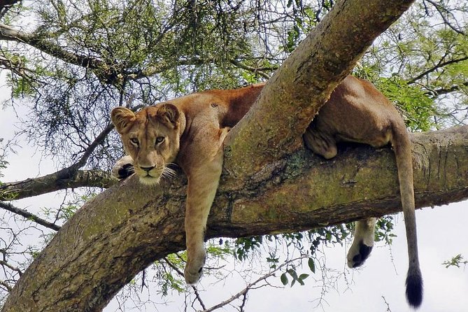 9 Days / 8 Nights Join Group Safari - The Sum Up