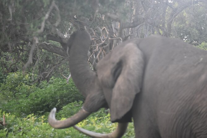 9 Days 8 Nights Safari by Ghalib - Booking and Directions