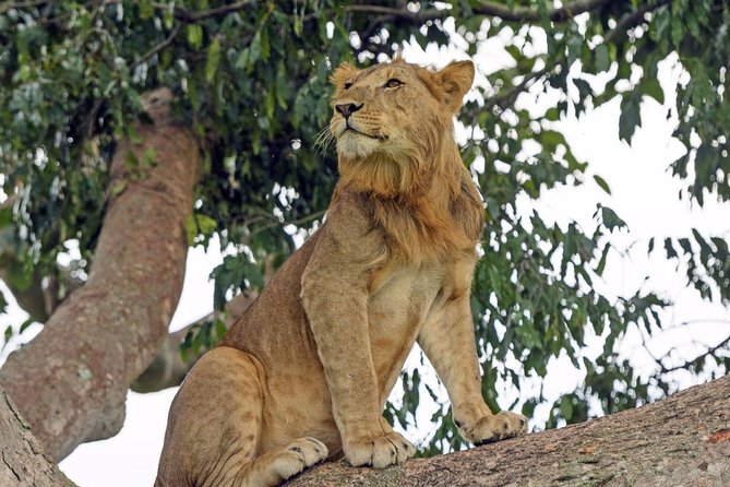 9 Days Adventure And Wildlife Safari - Safety and Guidelines