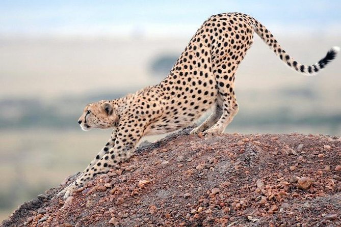 9 Days Africa Lodge Safari Holiday Package - The Sum Up