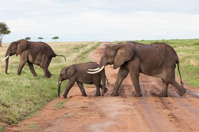 9-Days Best of Kenya Wildlife Private 4X4 Jeep Safari - Wildlife Encounters