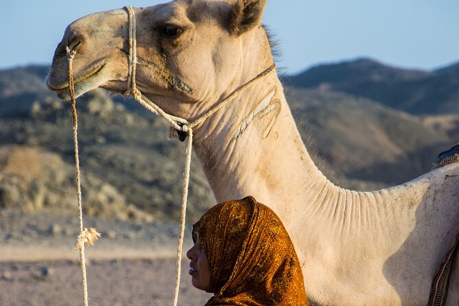 9 Days Cairo,Pyramids,Nile Cruise,Luxor,Aswan& Abu Simbel From Cairo By Plane - Pickup and Transportation