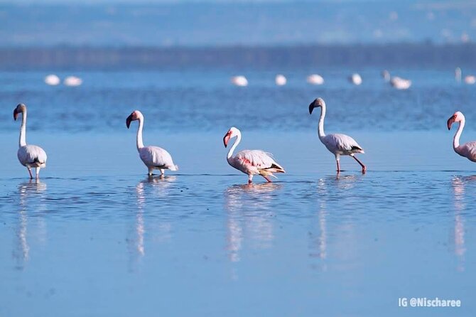 9- Days Classic Kenya Family Safari - Tour Overview