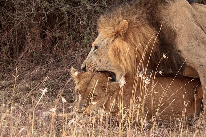 9- Days Classic Kenya Family Safari - Safety and Accessibility