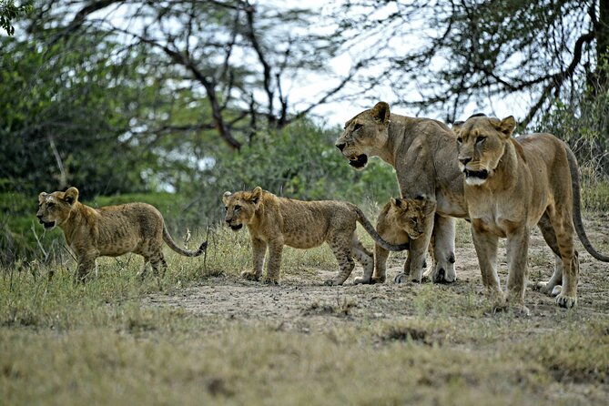 9- Days Classic Kenya Family Safari - Pricing Information